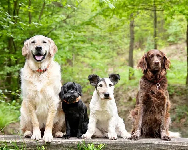 L'empowerment canin ou comment redonner confiance et contrôle à votre chien