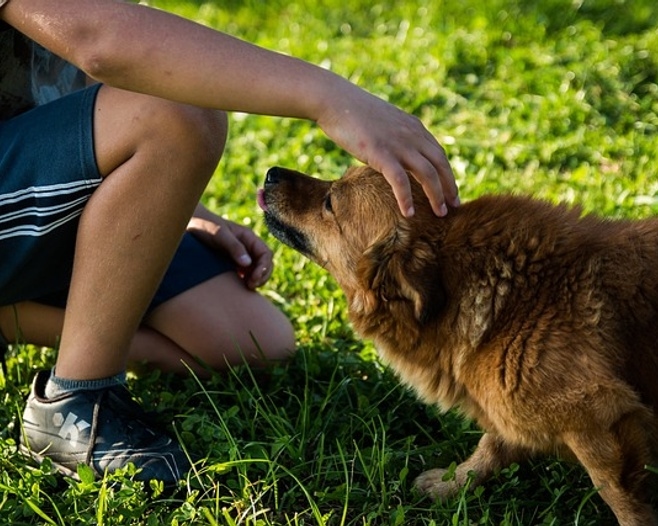 L'importance du consentement dans la caresse des chiens : un geste d'amour respectueux